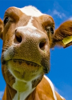 Crotallii , crotalii bovine, suine